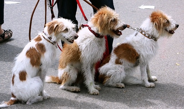 Three dogs on leashes to illustrate the concept of dog-walking. The dogs are sitting down on pavement.